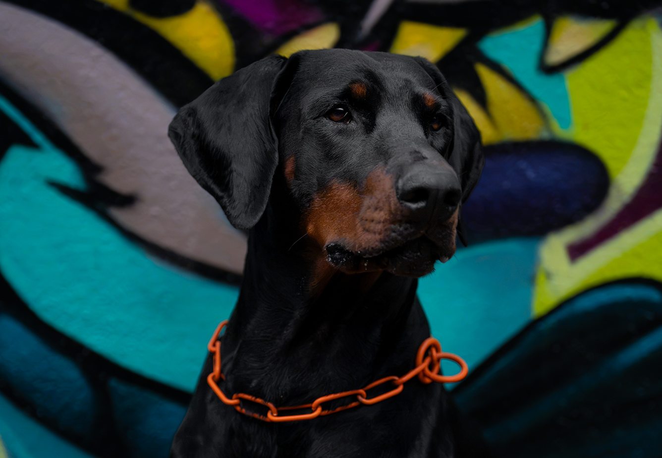 Doberman w pomarańczowej obroży na tle kolorowego graffiti